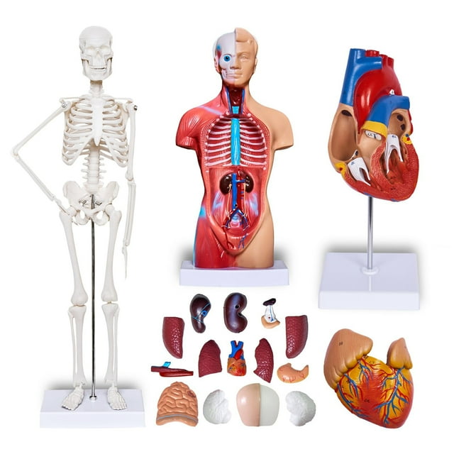 Human Body Model Kit, Human Heart Brain Torso And Costa Rica