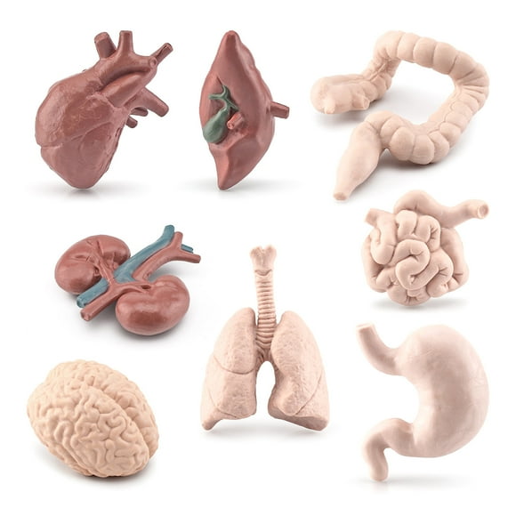 Human Body Model Static Anatomy Organs 3D Human Body Organ Models Toy Children Brain Developmental Science Learning Aid