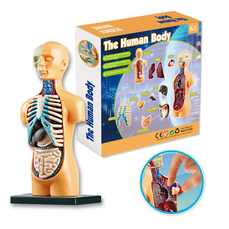 Anatomy toys hotsell human body