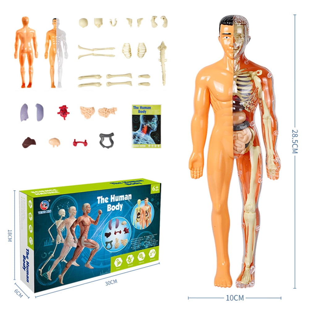 Human Body Model for Kids Anatomy Torso Organs Doll Removable Toy Learning Kit