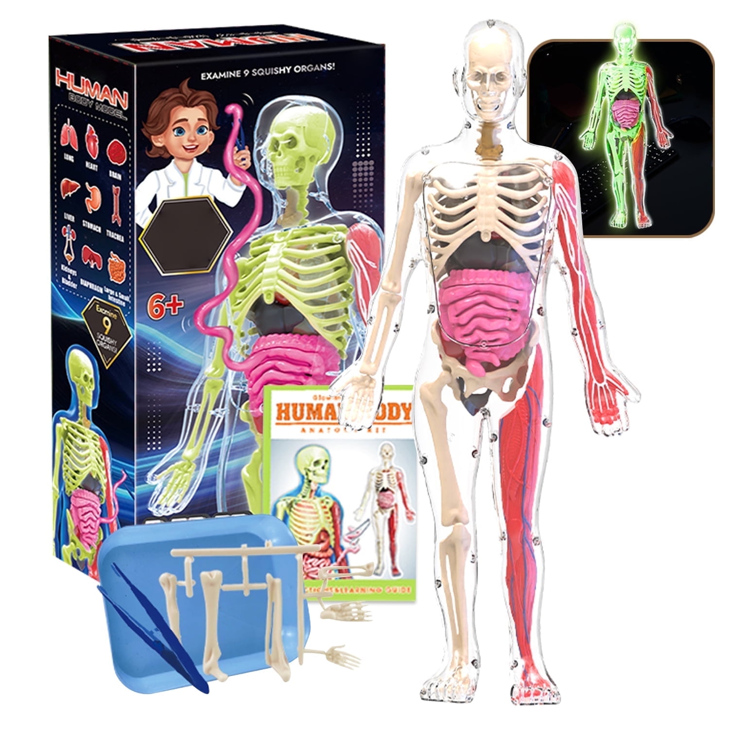 Human Body Model for Kids, 35 Piece Anatomy Figure, Learning Toys for 6 7 8 9 10 11 12 Year Olds Boys Girls