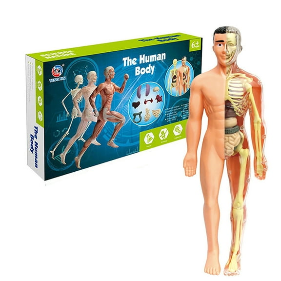 Human Body Model for Kids, Interactive Anatomy Toys for Kids 4-8, Human Anatomy Model with 28 Pcs Removable
