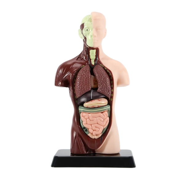 Human Body Model with 7 Removable Organ Models,Educational Organ Anatomy Model for Biological Science Learning