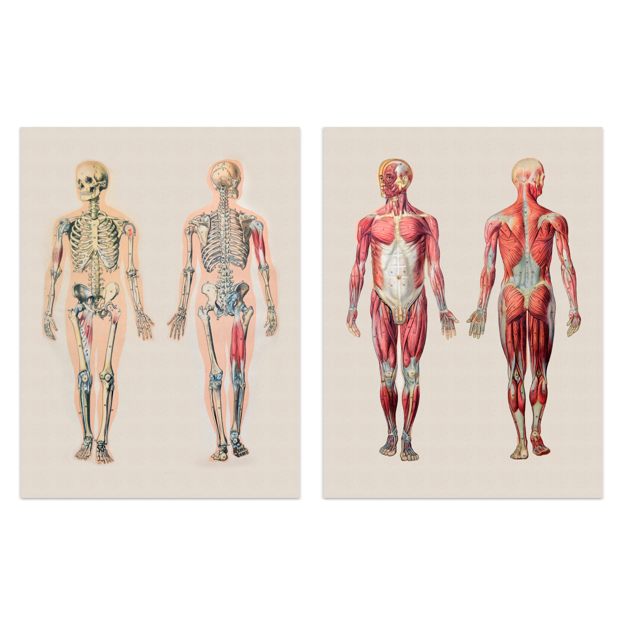 Human Body Muscle Bone Skeletal Diagrams Set Of 2 Unframed Wall Art Prints Living Room Study Aesthetic Scientific Medical 12X16 Inch