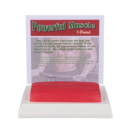 Human Body Muscle Replica 1 Lb, Keep Fit &Fittness Motivation & Reminder