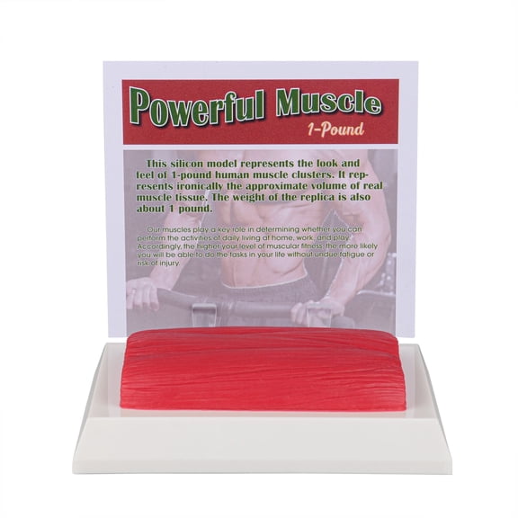 Human Body Muscle Replica 1 Lb, Keep Fit &Fittness Motivation & Reminder
