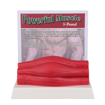 Human Body Muscle Replica 5 Lbs, Keep Fit &Fittness Motivation & Reminder