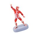 Ab Muscles Reference Human Body Muscular Muscle Display Figure Model for Lessons and Study ...
