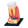 thumbnail image 1 of Human Body Organ Model Human Organ Puzzle Human Body Model for Biology Learning Teeth, 1 of 8