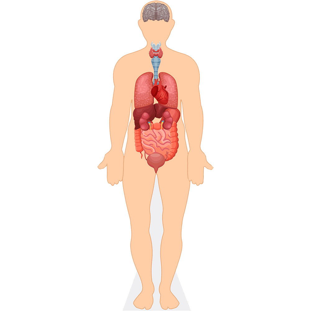 Human Body (Organs) Mini Size Cutout. Standee. - Walmart.com