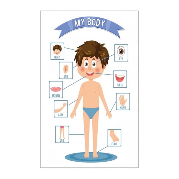 Human Body Parts Educational Poster for Kids Toddler Learning Wall Chart with Boy Girl Illustrations Preschool Kindergarten Classroom Decor