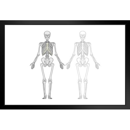 Human Body Skeleton Diagram Cool Wall Art Print Poster 24x16
