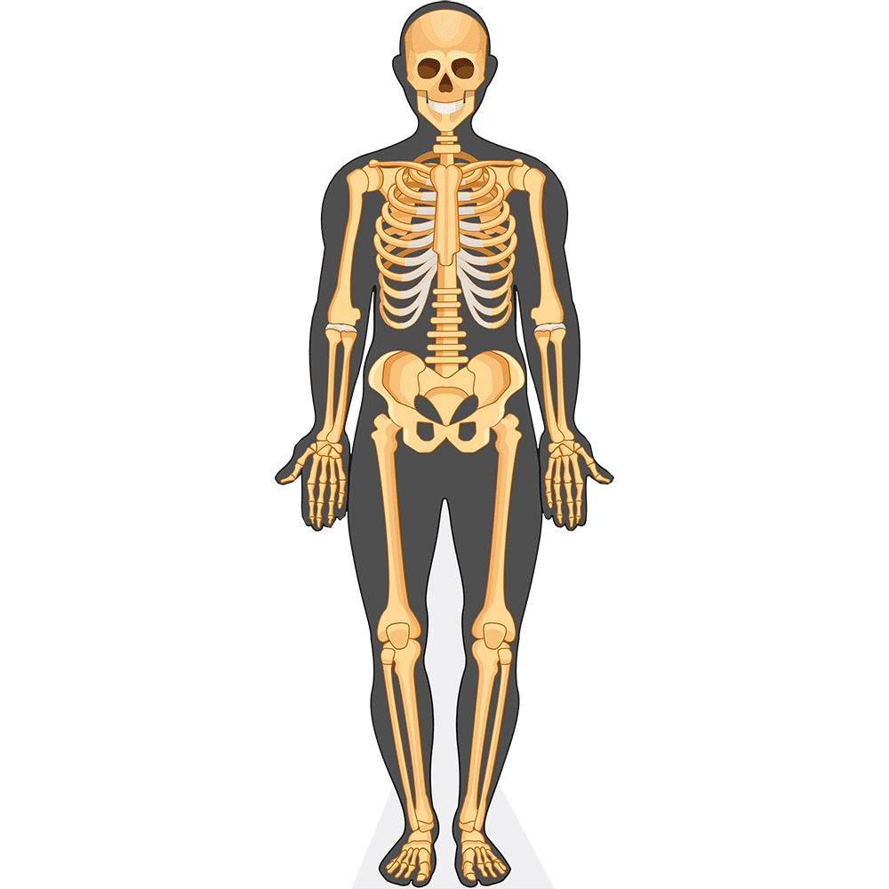 Human Body (Skeleton) Life Size Cutout. Standee.