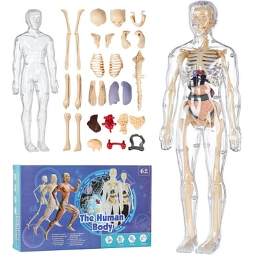 Human Body Skeleton Model Kits, Human Anatomy And Physiology，Anatomy Figure Science Kits For Kids Age 8-12,Bones Interactive, Educational Toys For Boys And Girls, Physiology Gifts For Kids Ages 8+