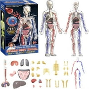 Human Body Structure Model 29-Piece Set, Transparent DIY Anatomical Model with Removable Organs and Bones, Educational Human Skeleton and Organ Model for Kids Science Learning and Classroom Display