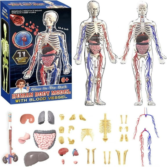 Human Body Structure Model 29-Piece Set, Transparent DIY Anatomical Model with Removable Organs and Bones, Educational Human Skeleton and Organ Model for Kids Science Learning and Classroom Display