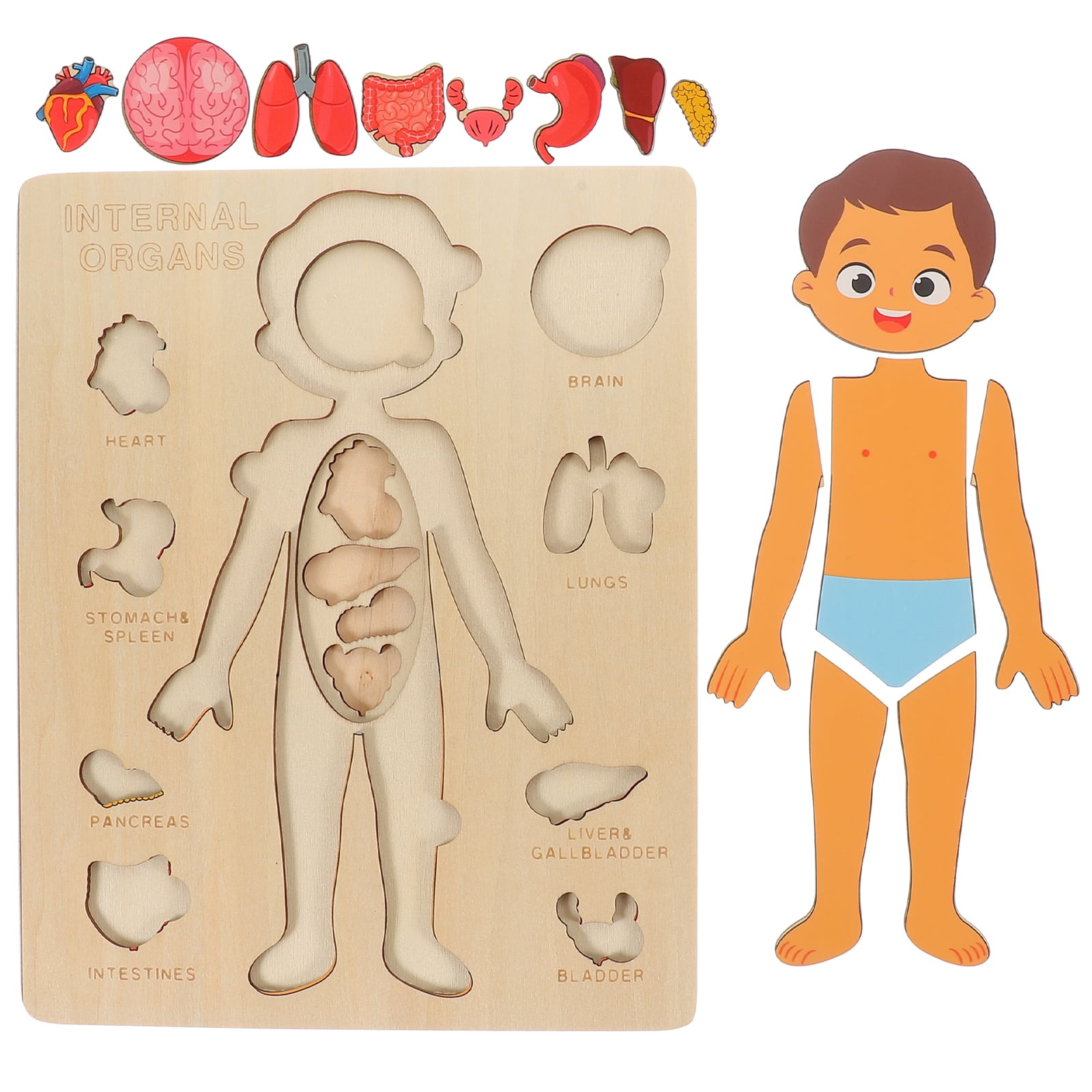 Human Body Structure Puzzle Parent-child Game Toy Anatomy