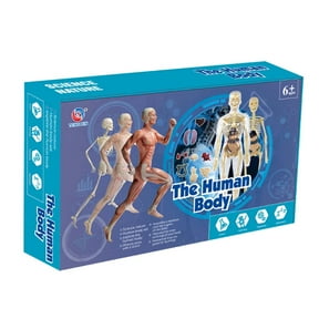 Human Body Torso Anatomy Model For Kids Diy Removable Parts Pvc Organ Learning Educational Science Toy
