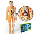 thumbnail image 1 of Human Body Torso Anatomy Model in Science Education Organs Removable Toy as Gift for 6-18 Year, 1 of 11