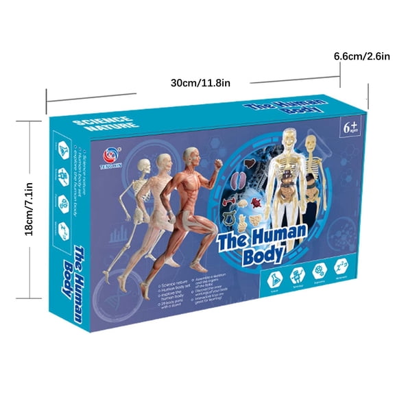 Human Body Torso Model For Kids Anatomy Removable Organs Science Educational Learning Toy Diy Preschool