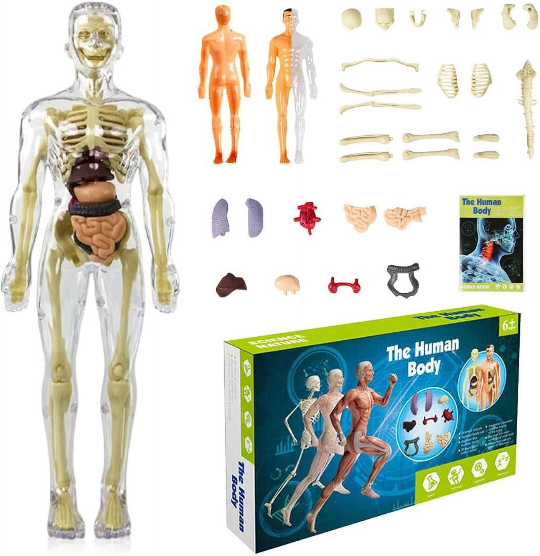 Human Body Torso Model for Kid Anatomy Model Skeleton, 3D Human Body ...