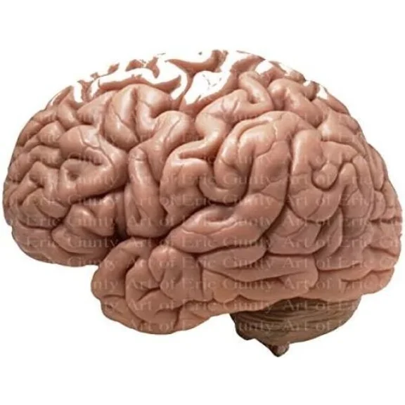 Human Brain 8" Round Edible Cake Image Frosting Topper Birthday Party Gag Gift