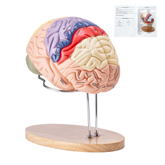 Human Brain Anatomical Model, 4-Part Detachable Brain with Display Stand, 2 Times Life Size Labeled Brain for Medical Study&Science Education