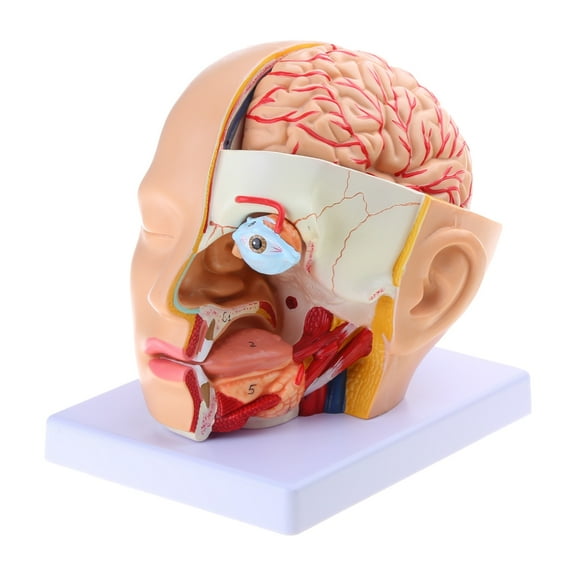 Human Brain Anatomy Head Skull Brain Anatomical Model Human Cerebral Artery Anatomical Model for Teaching