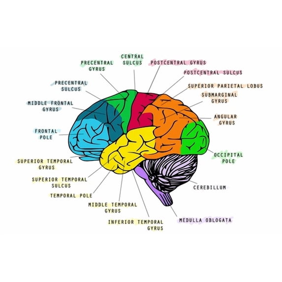 Human Brain Anatomy Head Skull Educational Colored Diagram Chart Cool human-brain-anatomy-head-skull-educational-colored-diagram-chart-cool