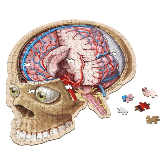 Human Brain Anatomy Jigsaw Puzzle | Dr. Livingston's Unique Shaped Science Puzzles