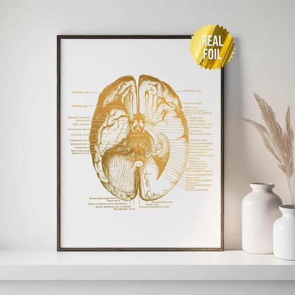 Human Brain Anatomy Medical Student Gift Foil Print - Doctors Office Decor - Neuroscience Art - Nursing Student - Anatomy Poster- Wall Art Print, 8x12 UNFRAMED