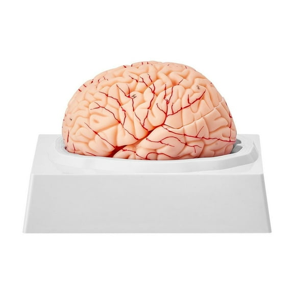 Human Brain Anatomy Model 1:1 Life Size 9 Part Detachable with Labels Display Base for Science Teaching Research Learning Classroom Study