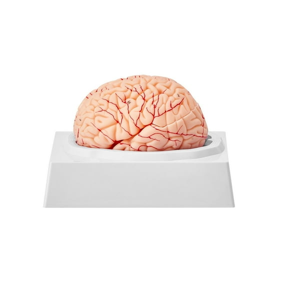 Human Brain Anatomy Model 1:1 Life Size 9 Part Detachable with Labels Display Base for Science Teaching Research Learning Classroom Study