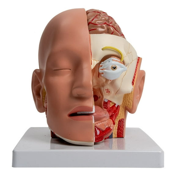 Human Brain Anatomy Model Anatomical Brain Model Model Detachable Anatomical Brain Model for Study, Lecture Report