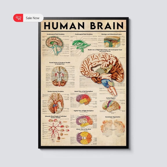 Human Brain Anatomy Vintage Knowledge Art Educational Neuroscience Print Medical Study Art Decor Doctor Office Artwork Gift