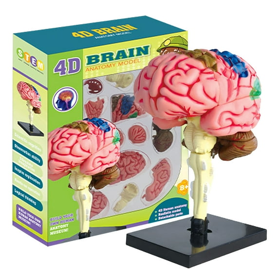Human Brain Model | Anatomical Model Teaching Med Model with Display Base | Color-Coded Artery Brain, DIY Teaching Anatomy Model for Science Classroom Study Display