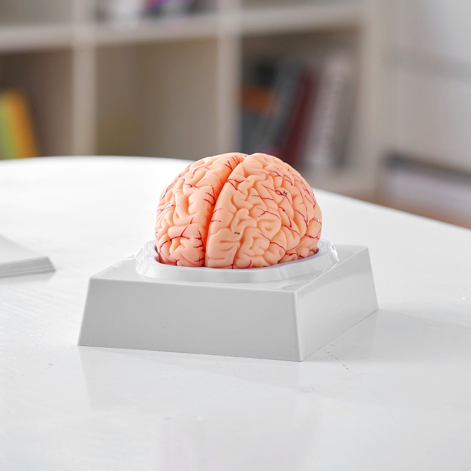 Human Brain Model Anatomy, 1:1 Life Size 9-Part Detachable Brain with ...