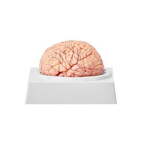 Human Brain Model Anatomy 1:1 Life Size - 9 Part Detachable Brain Model with Base & Labels - Educational Tool for Science, Medical Study, Classroom