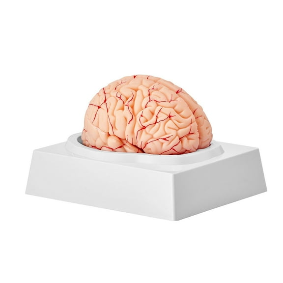 Human Brain Model Anatomy, 1:1 Life-Size 9-Part Detachable Brain with Labels, Display Base for Science Teaching, Learning & Study Classroom Display