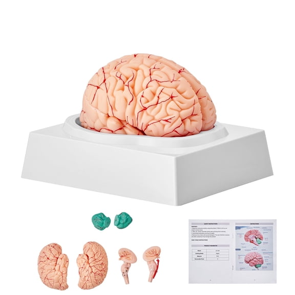 Human Brain Model Anatomy, 1:1 Life-Size 9-Part Human Brain Anatomical Model with Labels & Display Base, Detachable Brain Model for Science Research Teaching Learning Classroom Study Display