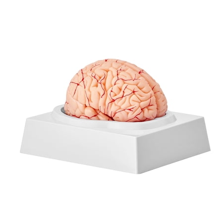 Human Brain Model Anatomy, 1:1 Life-Size 9-Part Human Brain Anatomical Model with Labels & Display Base, Detachable Brain Model for Science Research Teaching Learning Classroom Study Display