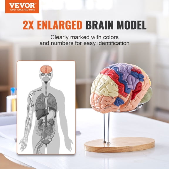 Human Brain Model Anatomy,2X Life-Size 4-Part Human Brain Anatomical Model with Labels&Display Base,Color-Coded Detachable Brain Model for Science Research Teaching Learning Study Display