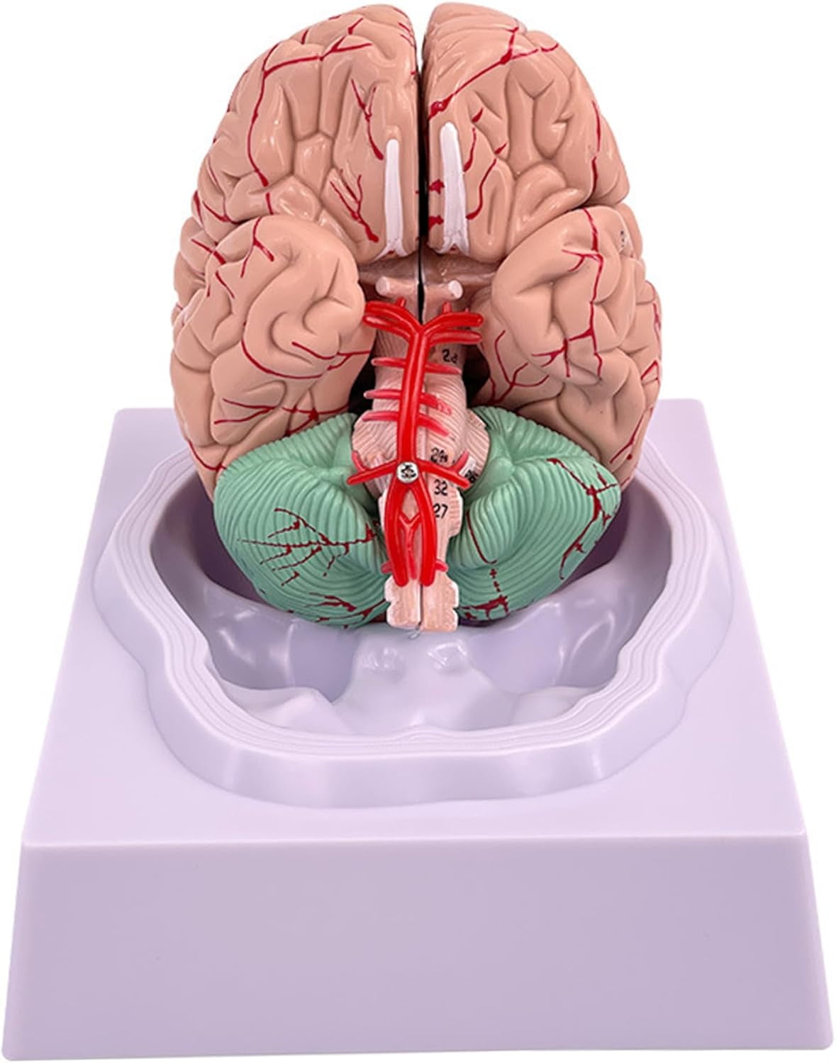 Human Brain Model,Anatomy 8-Part Model of Brain, Artery Brain Teaching Anatomy of Brain for Science Classroom Study Display