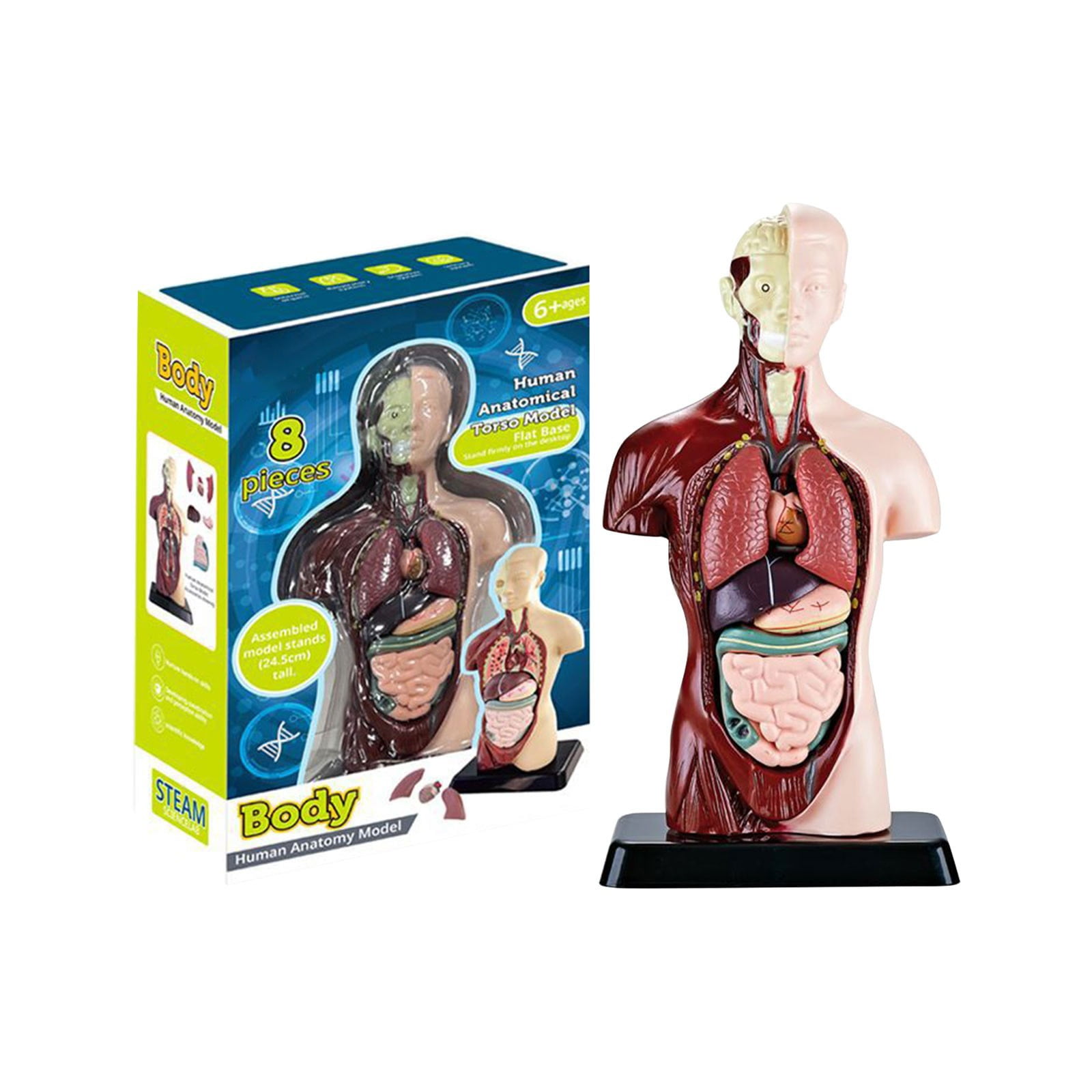 Human Brain Model - Color-Coded Artery Brain, Brain Anatomy Model ...