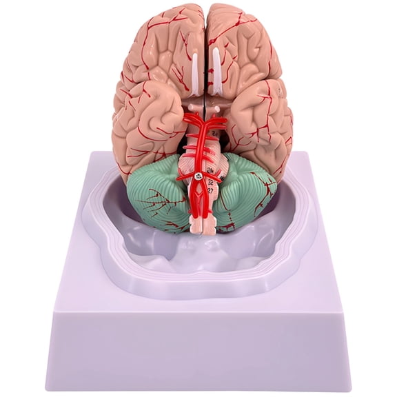 Human Brain Model, Detailed Neuroscience Educational Tool, PVC Construction, Removable Parts for Brain Function Zones