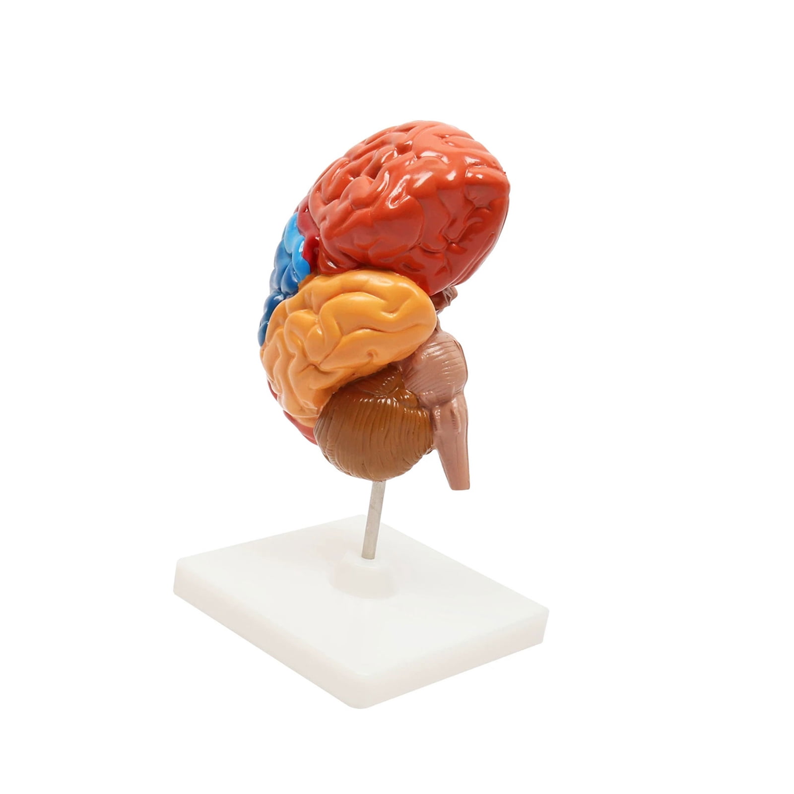 Human Brain Model for Anatomy Study, Plastic Physical Teaching ...