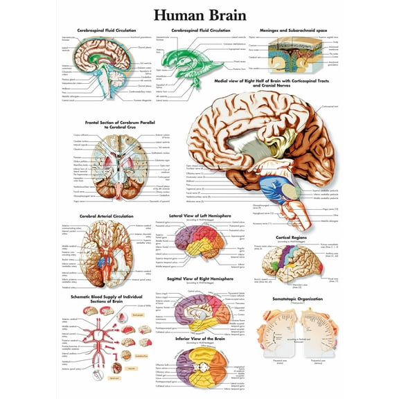 Human Brain Wall Art Posters Canvas Print Artwork Wall Chart Human Anatomy Wall Painting Office Hospital Room Home Decoration (without Framed),Multicolor,16x19.7 inch(40x50 cm)
