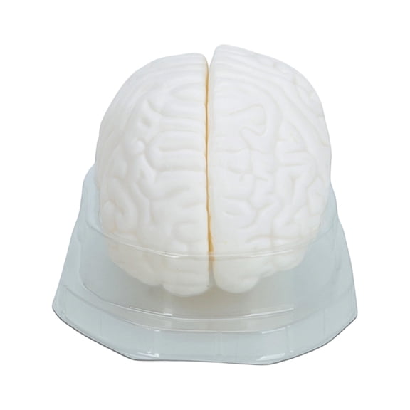 Human Brains Model Human Brains Anatomical Models Medicals Training Tool for Display Teaching
