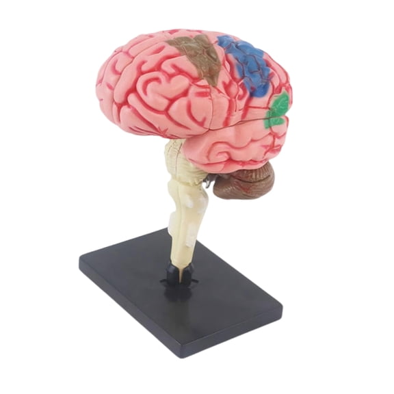 Human Brains Organ Model Kid Early Teaching Toy Human Brains Anatomy Model with Detachable Organs Body Part for Kid 7-14