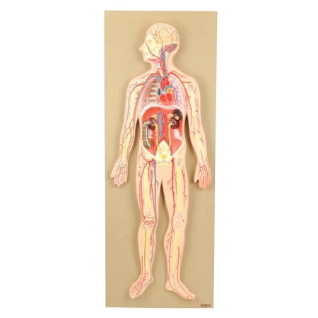 Human Circulatory System Model - For Studying Blood Circulation in the Body - 1/2 Natural Size - Mounted on 32" x 12" Base - Hand Painted, Numbered Details with Key Card - Eisco Labs